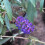 Gardeners Dream Buddleia davidii 'Black Knight' Butterfly Bush Deciduous Hardy Shrub | 9cm Pot 3
