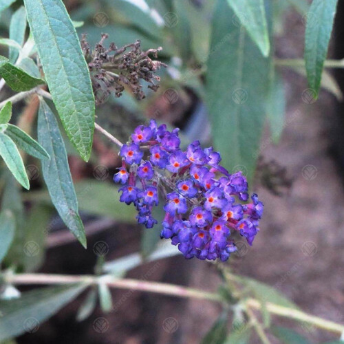Gardeners Dream Buddleia davidii 'Black Knight' Butterfly Bush Deciduous Hardy Shrub | 9cm Pot 2