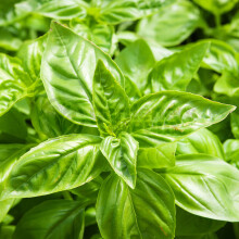 Potted Herbs - Basil Sweet (8cm)