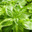 Gardeners Dream Potted Herbs - Basil Sweet (8cm) 1