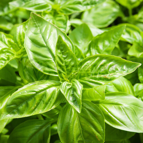 Gardeners Dream Potted Herbs - Basil Sweet (8cm)