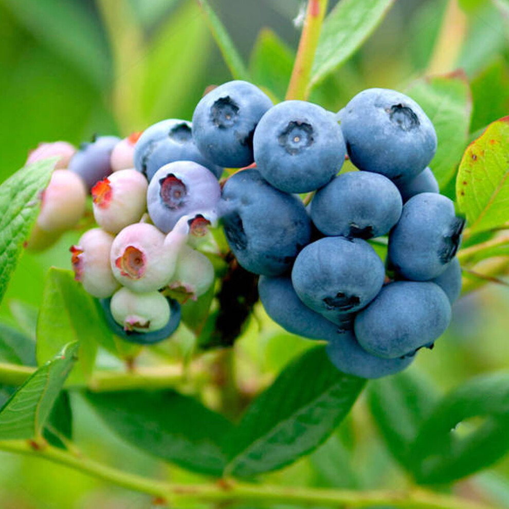 Blueberry Vaccinium 'Nelson' Deciduous Hardy Bushy Fruit Shrub | 9cm Pots