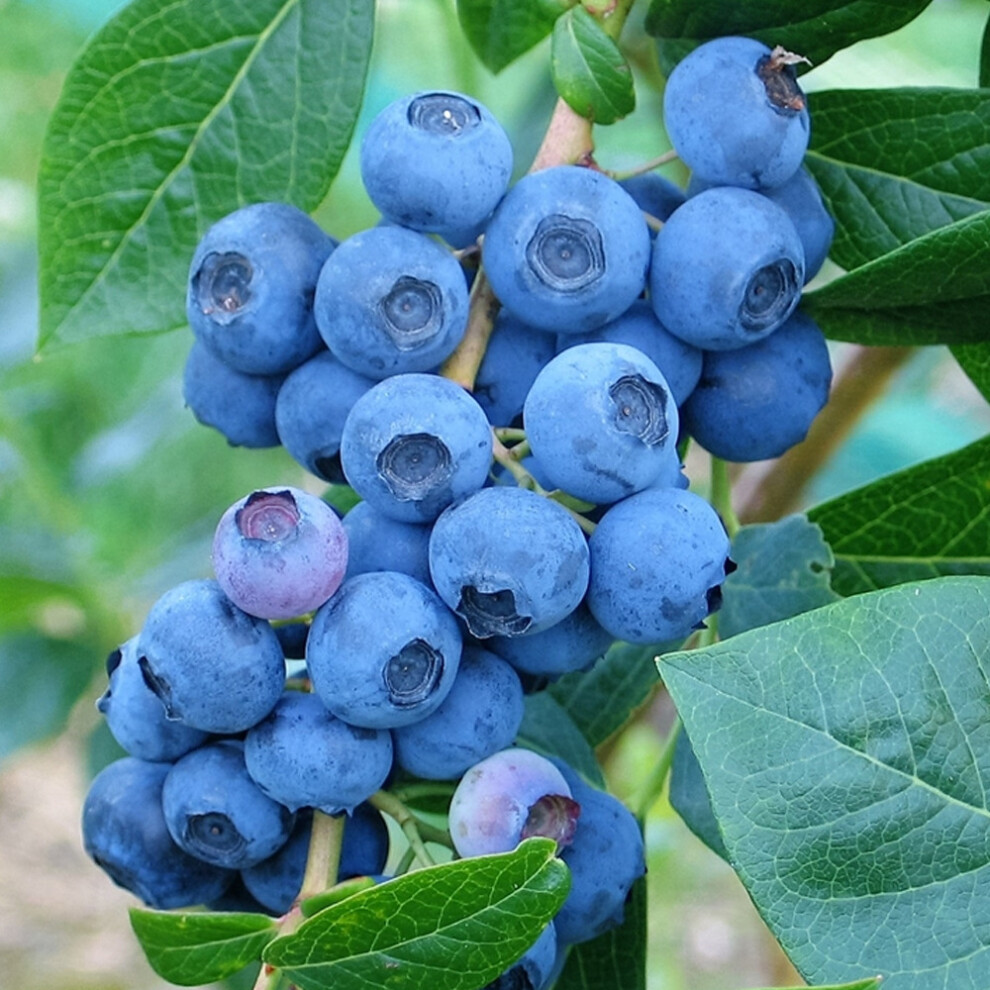 Gardeners Dream Blueberry Vaccinium 'Denise Blue' Deciduous Hardy Bushy Fruit Shrub | 9Cm Pots