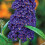 Gardeners Dream Buddleia davidii 'Black Knight' Butterfly Bush Deciduous Hardy Shrub | 9cm Pot 4