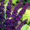 Gardeners Dream Buddleia davidii 'Black Knight' Butterfly Bush Deciduous Hardy Shrub | 9cm Pot 5