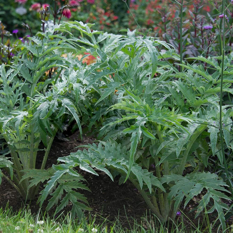 Potted Herbs - Cynara cardunculus Cardoon Common (8cm)