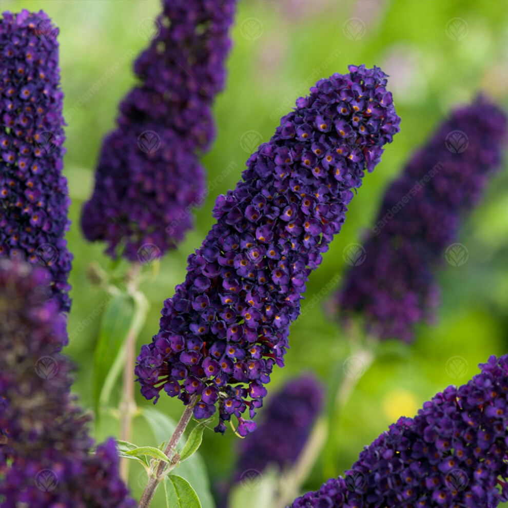 Buddleia davidii 'Black Knight' Butterfly Bush Deciduous Hardy Shrub | 9cm Pot