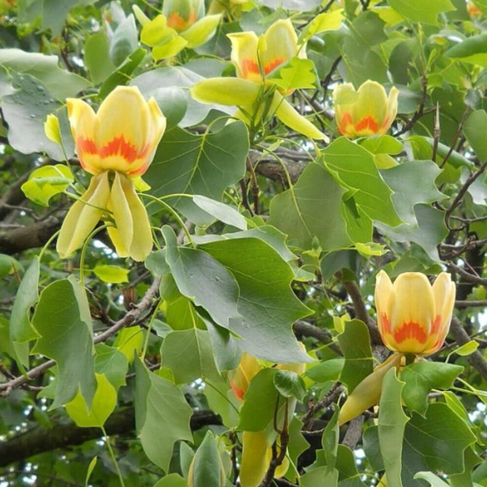 Liriodendron Tulipifera | Tulip Tree | Ornamental Garden Tree | 5-6Ft