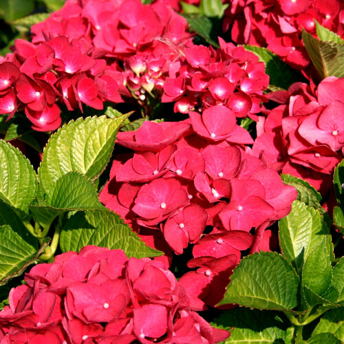 Gardeners Dream 1 X HYDRANGEA MACROPHYLLA 'TELLER RED' DECIDUOUS SHRUB HARDY PLANT IN POT