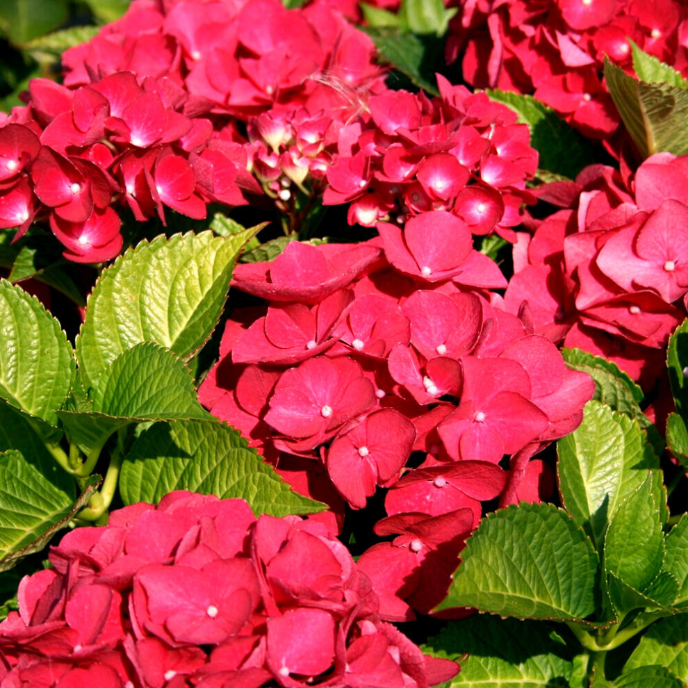 1 X HYDRANGEA MACROPHYLLA 'TELLER RED' DECIDUOUS SHRUB HARDY PLANT IN POT