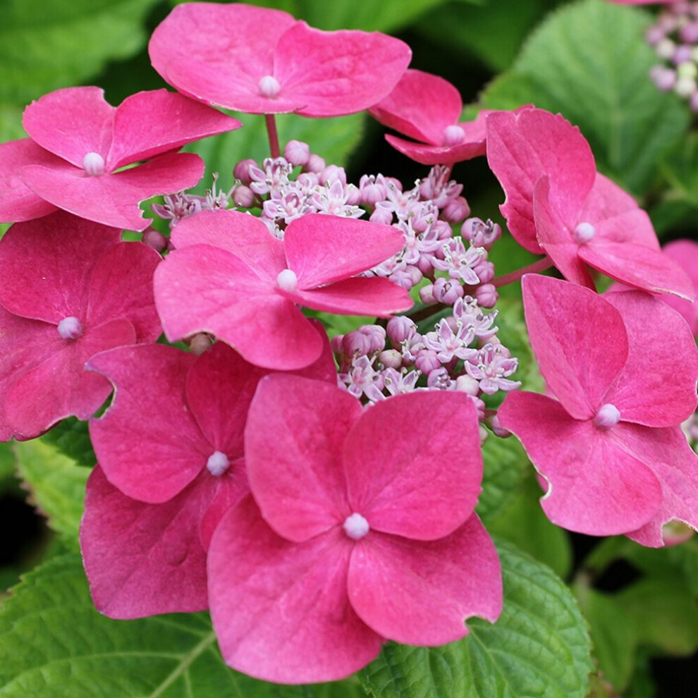 Gardeners Dream 1 X Hydrangea Macrophylla 'Teller ' Deciduous Shrub Hardy Plant In Pot Pink