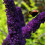 Gardeners Dream Buddleia davidii 'Black Knight' Butterfly Bush Deciduous Hardy Shrub | 9cm Pot 2