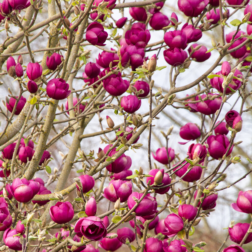 B&Q - Magnolia Black Tulip TreeRed-Purple Spring FlowersDeciduousLow Maintenance (4-5Ft) - Image 2