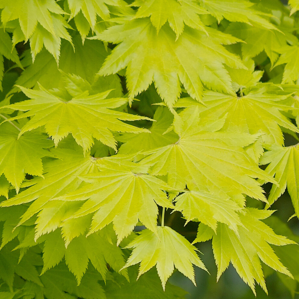 (3L) Acer Shirasawanum 'Aureum' | Japanese Maple Deciduous Garden Plant Tree In Pot