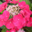 Gardeners Dream 1 X HYDRANGEA MACROPHYLLA 'TELLER RED' DECIDUOUS SHRUB HARDY PLANT IN POT 2