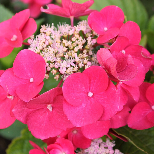 Gardeners Dream 1 X HYDRANGEA MACROPHYLLA 'TELLER RED' DECIDUOUS SHRUB HARDY PLANT IN POT 1