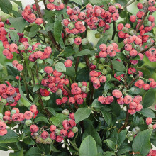 Vaccinium 'Pink Lemonade' Deciduous Hardy Blueberry Bushy Fruit Shrub | 9Cm Pots