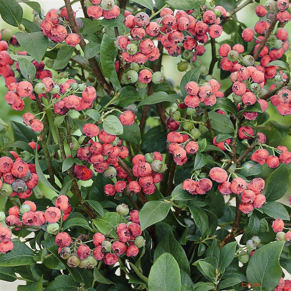 Gardeners Dream Vaccinium 'Pink Lemonade' Deciduous Hardy Blueberry Bushy Fruit Shrub | 9Cm Pots