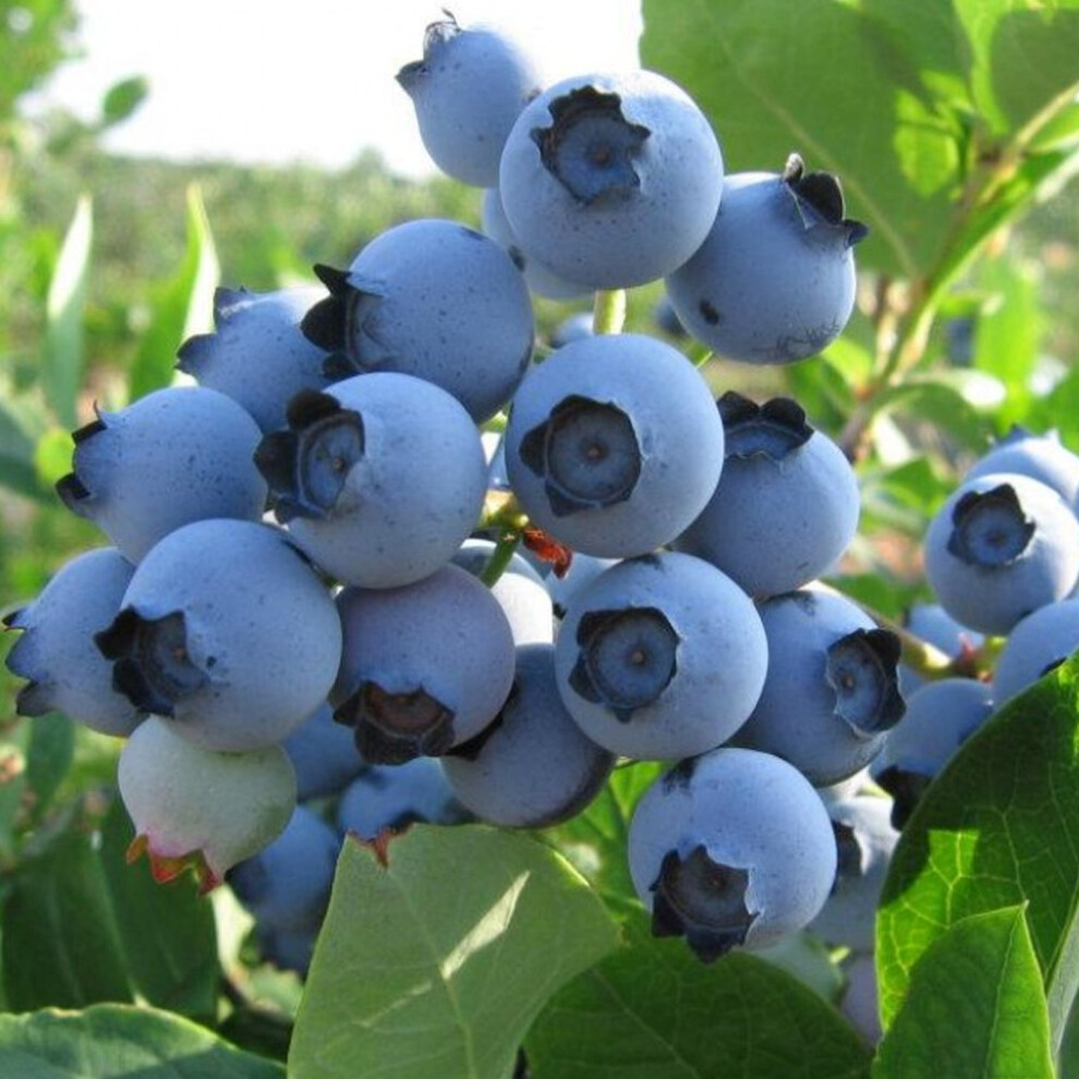 Blueberry Vaccinium 'Spartan' Deciduous Hardy Bushy Fruit Shrub | 9cm Pots