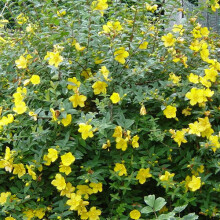 1 X HYPERICUM 'HIDCOTE' SEMI-EVERGREEN SHRUB HARDY GARDEN PLANT IN POT