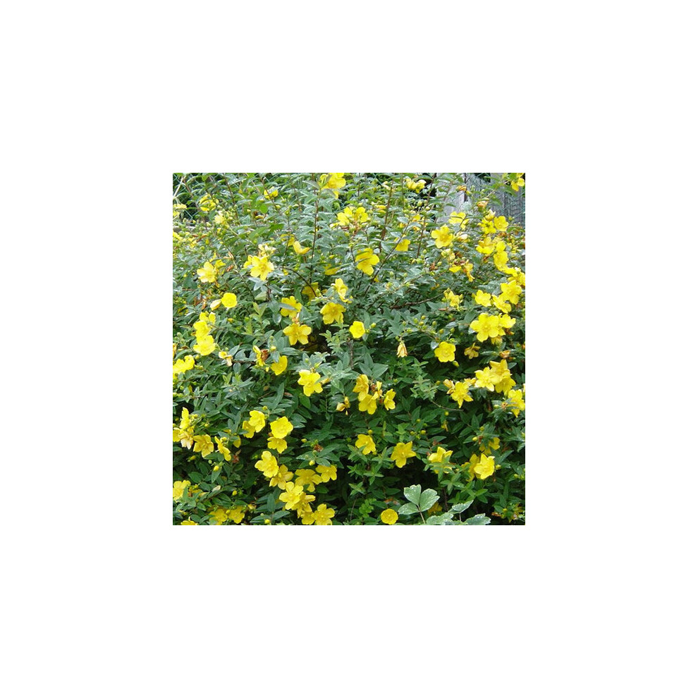 1 X HYPERICUM 'HIDCOTE' SEMI-EVERGREEN SHRUB HARDY GARDEN PLANT IN POT