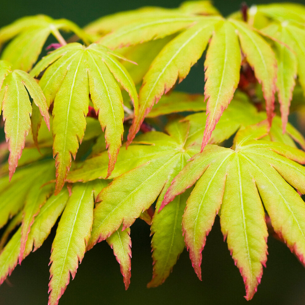 (9CM) Acer Palmatum 'Sango-Kaku' | Japanese Maple Deciduous Garden Plant Tree In Pot