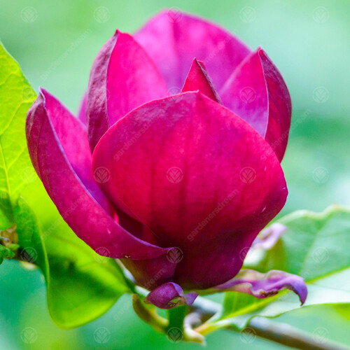 Magnolia 'Genie' | Purple Tulip Magnolia Tree | Ornamental Tree | 5-6Ft