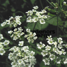 Potted Herbs - Chervil Common (8cm)