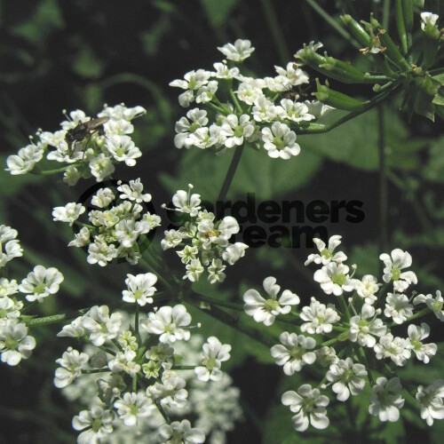 Gardeners Dream Potted Herbs - Chervil Common (8cm)