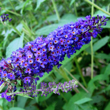 Buddleia davidii 'Empire Blue' Butterfly Bush Scented Garden Shrub | 9cm Pot