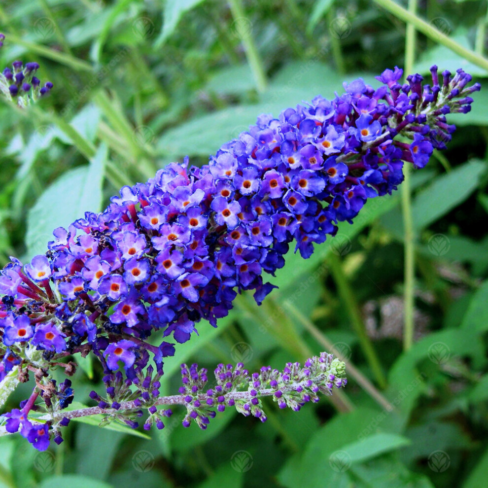 Gardeners Dream Buddleia Davidii 'Empire ' Butterfly Bush Scented Garden Shrub | 9Cm Pot Blue
