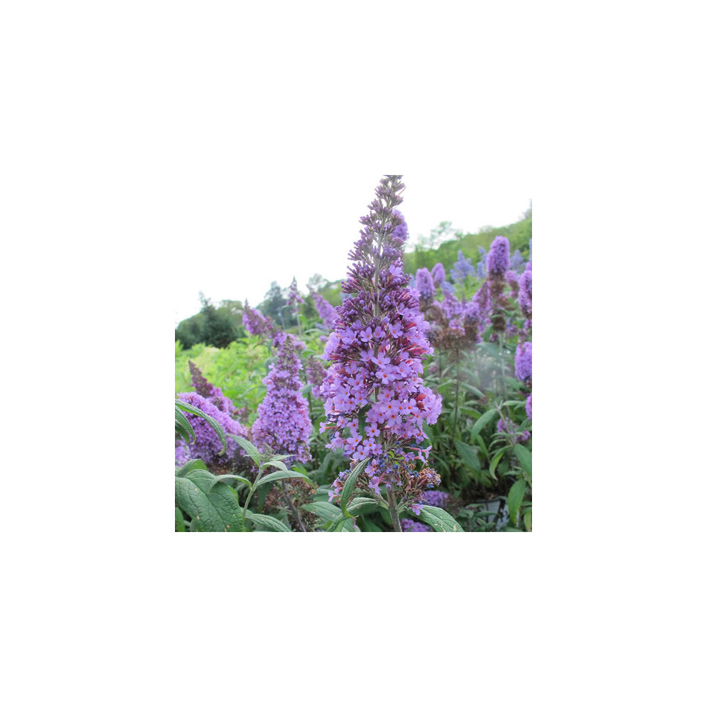 Gardeners Dream Buddleia Lochinch (9Cm)