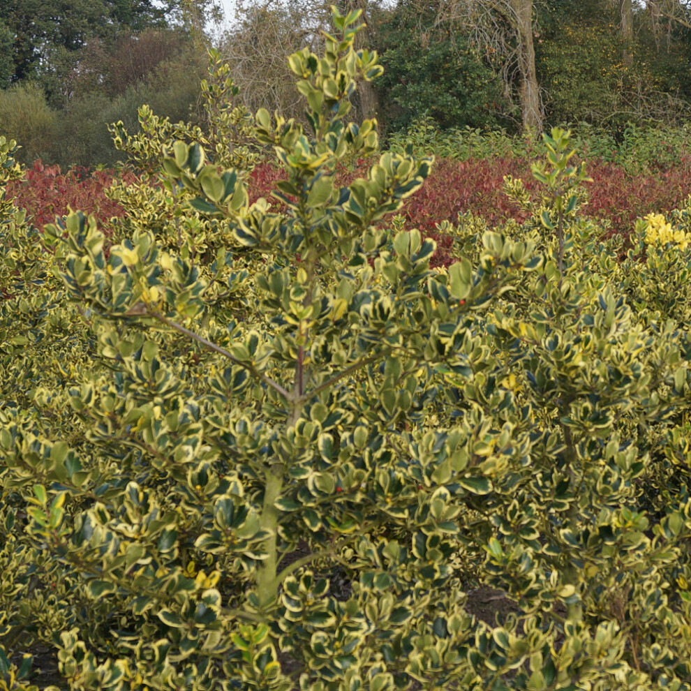 Ilex altaclerensis 'Golden King' Evergreen Hardy Holly Hedge Shrub | 9cm Pot