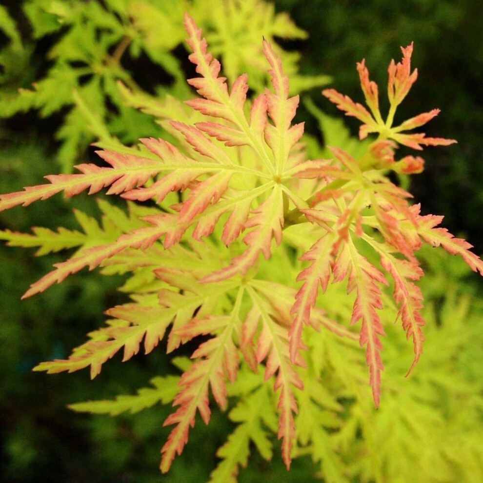 (10L) Acer Palmatum 'Seiryu' | Japanese Maple Deciduous Small Garden Plant Tree In Pot