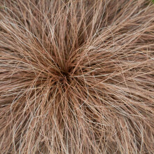 Carex Comans 'Bronze Form' Perennial Evergreen Hardy Grass Sedge | 9Cm Pot