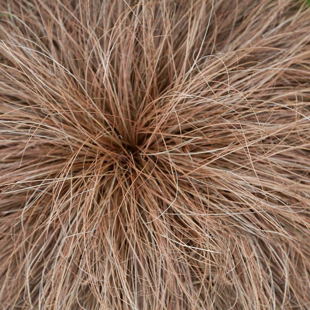 Gardeners Dream Carex Comans ' Form' Perennial Evergreen Hardy Grass Sedge | 9Cm Pot Bronze
