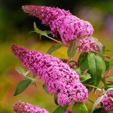 1 X BUDDLEIA DAVIDII 'PINK DELIGHT' DECIDUOUS SHRUB HARDY GARDEN PLANT IN POT