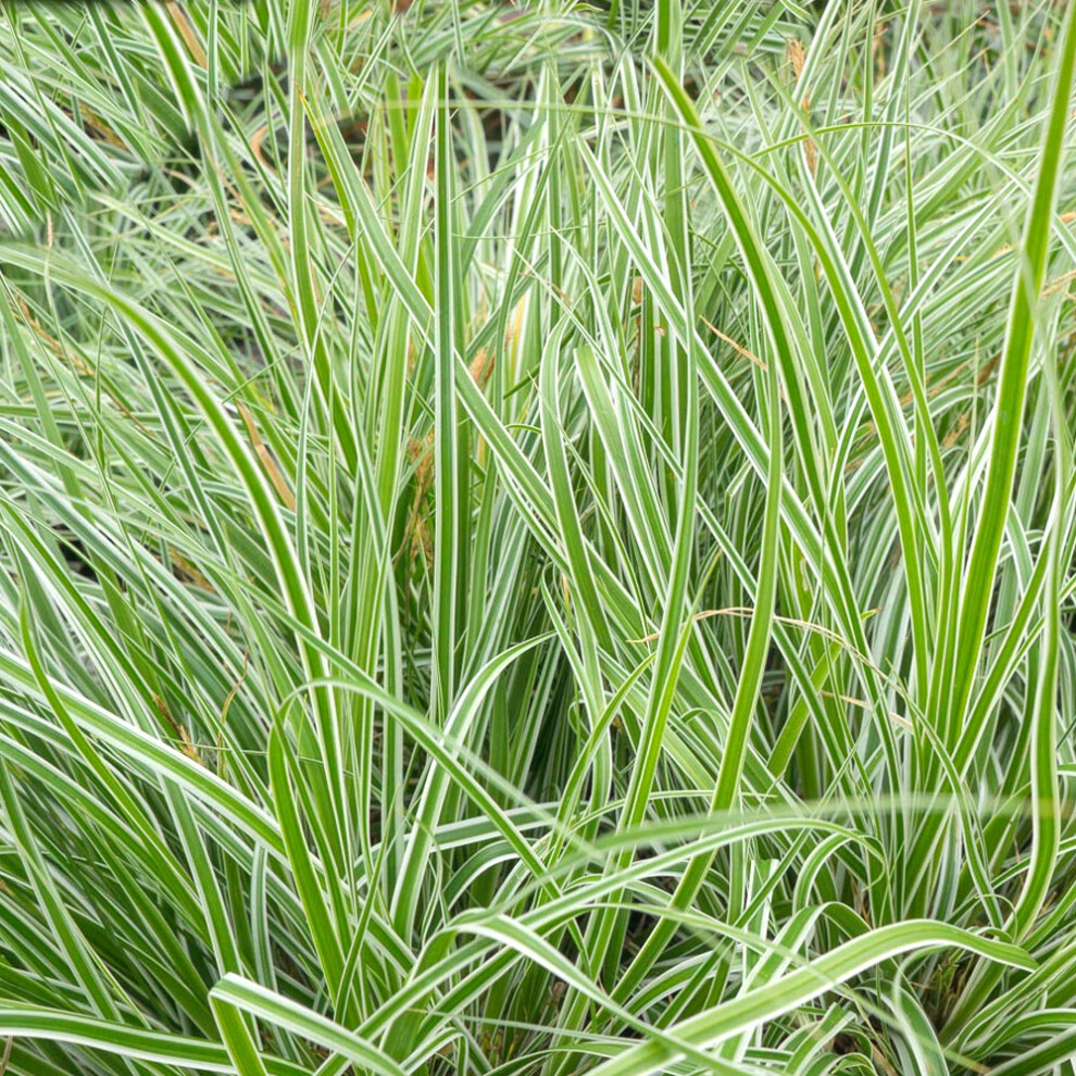 Carex oshimensis Everest (9cm)