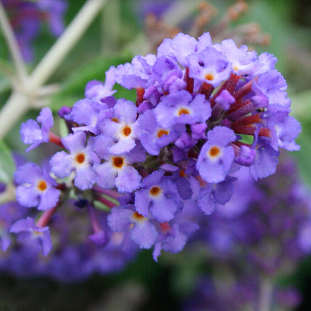 Gardeners Dream Buddleia Petite Blue Heaven (9Cm)