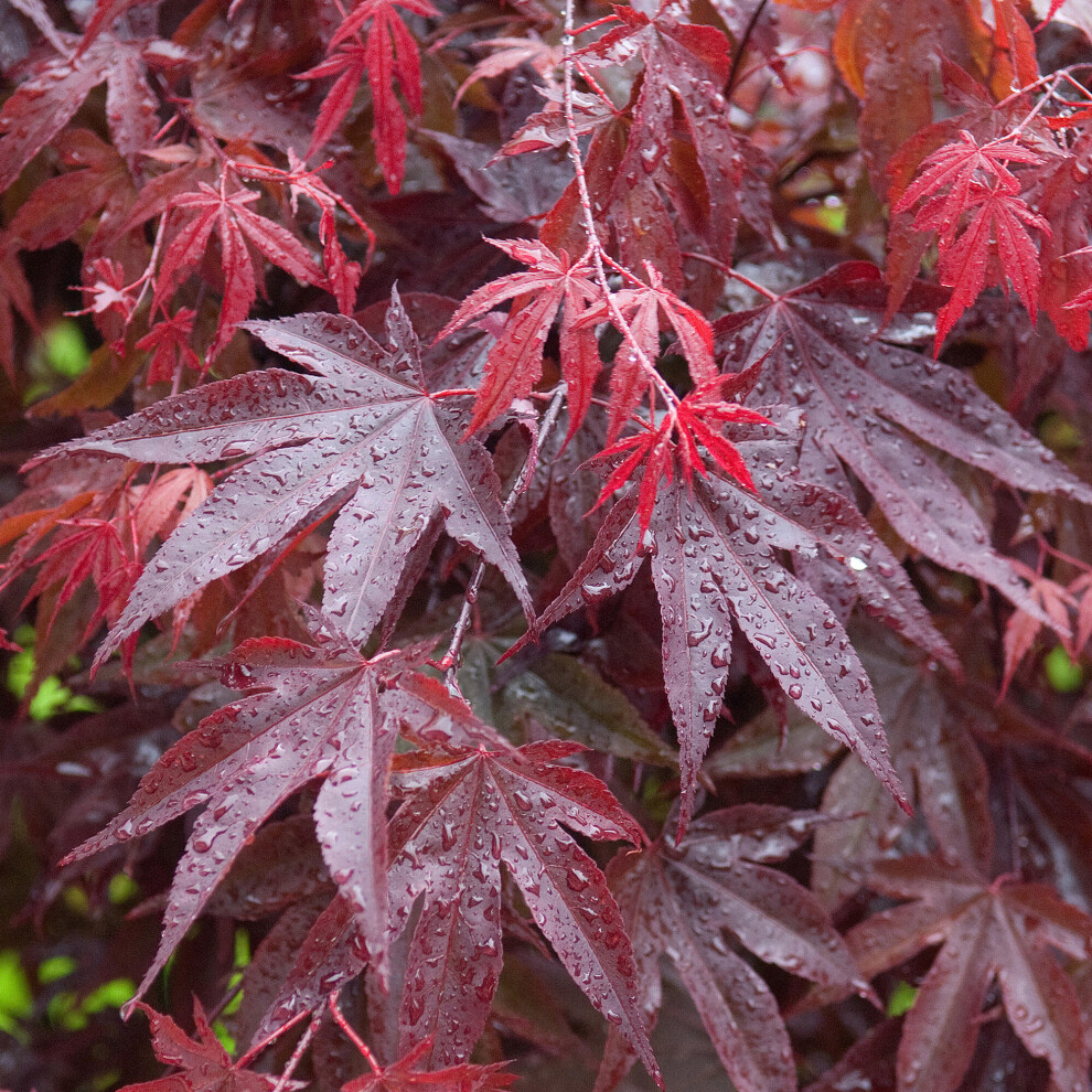 (3L) Acer Palmatum 'Bloodgood' | Japanese Maple Deciduous Garden Plant Tree In Pot