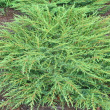 Juniperus communis 'Green Carpet' Compact Evergreen Conifer Plant | 9cm Pots