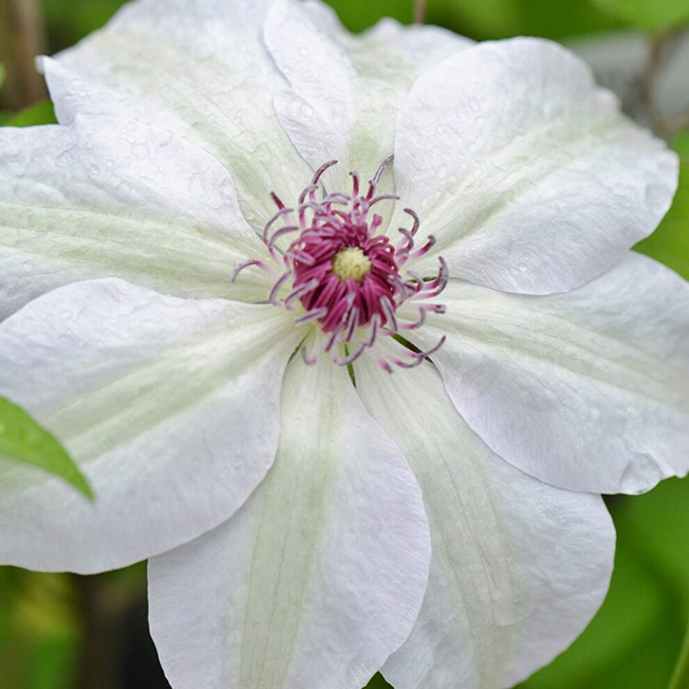 Clematis 'Miss Bateman' Hardy Compact Climber Plant Flowering Shrub | 9cm Pot