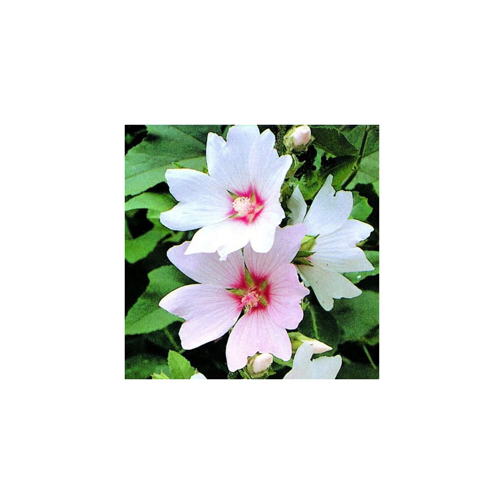 Gardeners Dream 1 X Lavatera 'Barnsley Baby' Tree Mallow Evergreen Shrub Hardy Plant In Pot