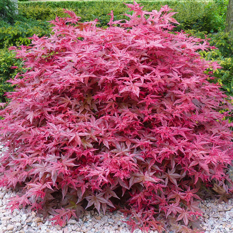 (10L) Acer Palmatum 'Beni-Maiko' | Japanese Maple Deciduous Garden Plant Tree In Pot