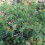 Gardeners Dream Juniperus communis 'Green Carpet' Compact Evergreen Conifer Plant | 9cm Pots 2