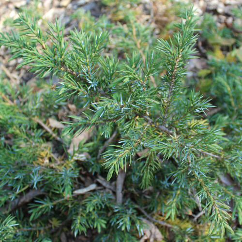 Gardeners Dream Juniperus communis 'Green Carpet' Compact Evergreen Conifer Plant | 9cm Pots 1