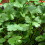 Gardeners Dream Potted Herbs - Coriander Common (8cm) 1