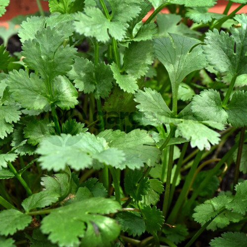 Gardeners Dream Potted Herbs - Coriander Common (8cm)