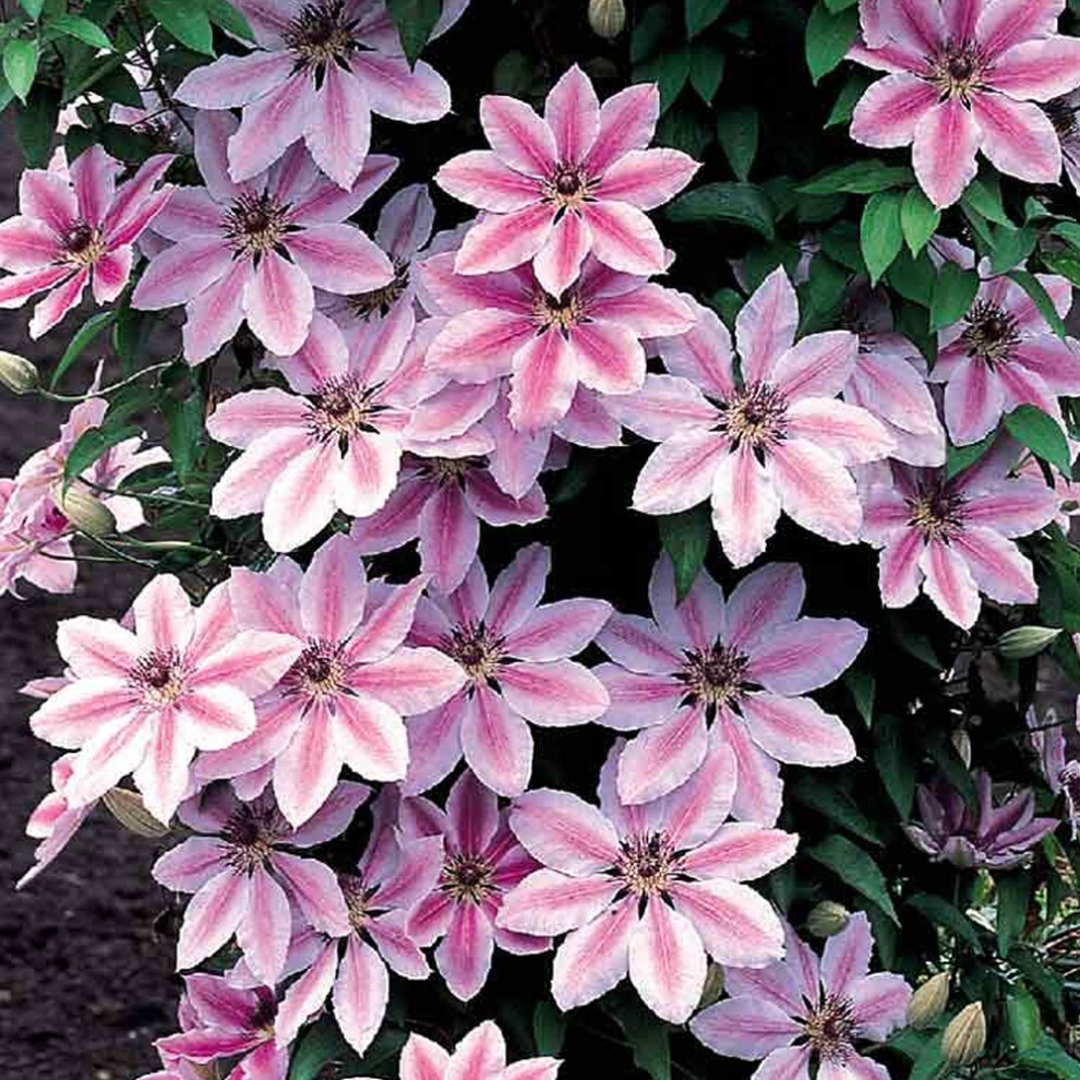Gardeners Dream Clematis 'Nelly Moser' Hardy Climber Plant Colourful Flowering Shrub | 9Cm Pot