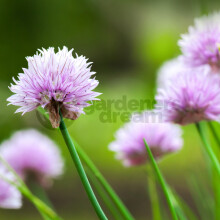 Potted Herbs - Chives Common (8cm)